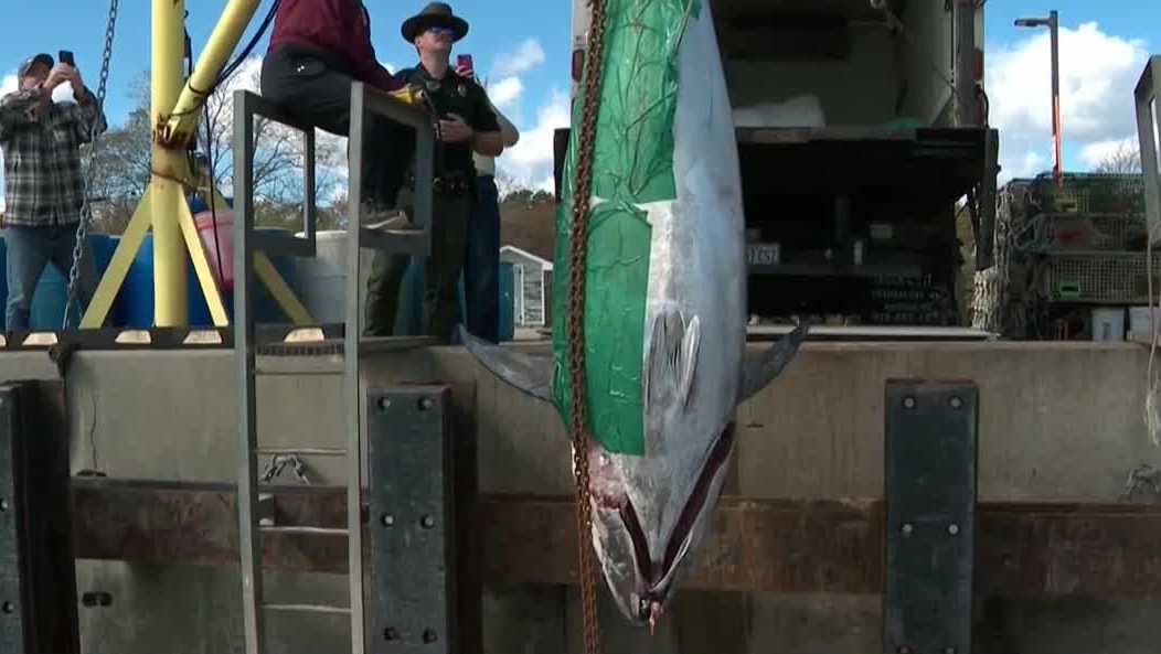tuna catch
