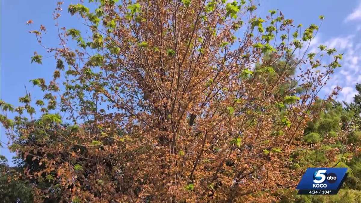 Oklahoma trees show early leaf loss due to drought and heat