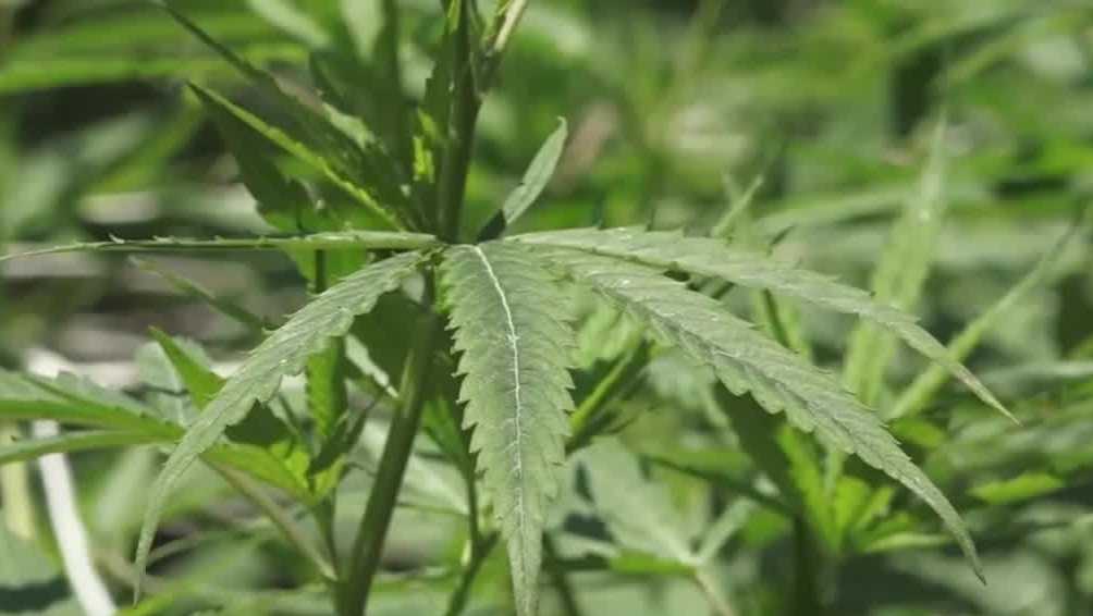NH stands alone in New England without legal marijuana - Vimarsana News