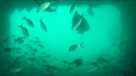 Kimberly's Reef