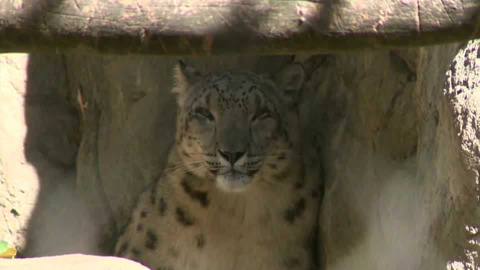 Sacramento Zoo says goodbye to beloved snow leopard