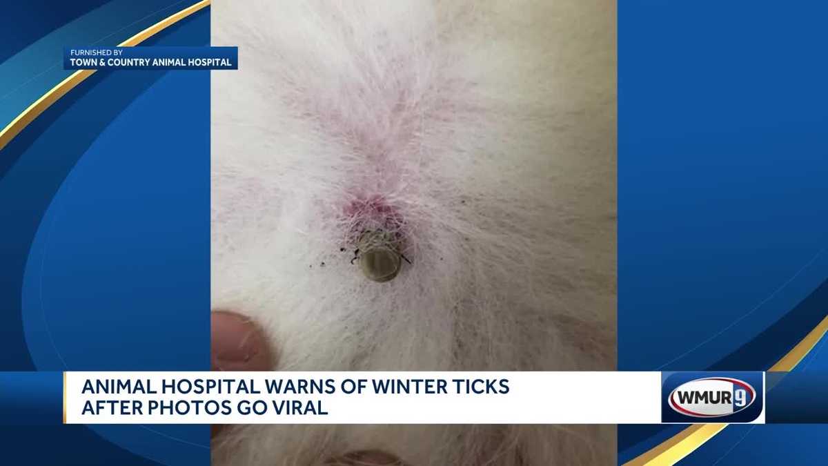 Veterinary hospital warns of winter ticks after