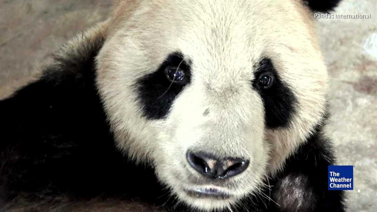 World's oldest male panda was a prolific father
