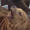 Not 'Chonkers'—Massive sea lion dubbed 'Beef Buddy' spotted at San Francisco's Pier 39