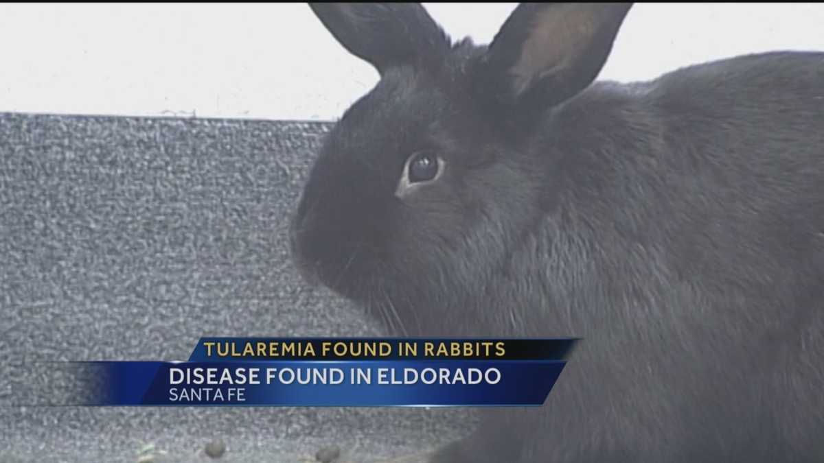 Dangerous disease found in Santa Fe Co. rabbits