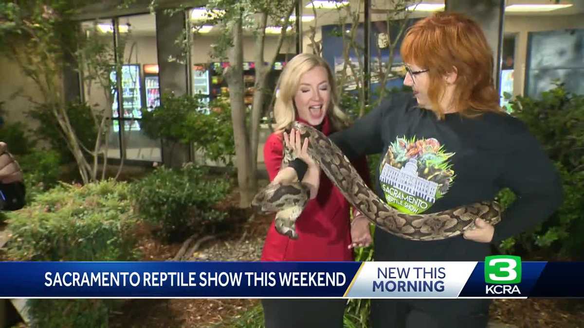 The Sacramento Reptile Show returns with more than 3,000 reptiles