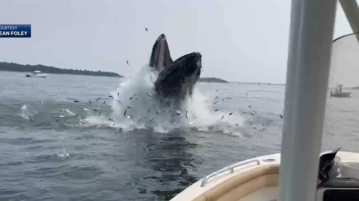 WATCH: Young humpback whale soars into the air