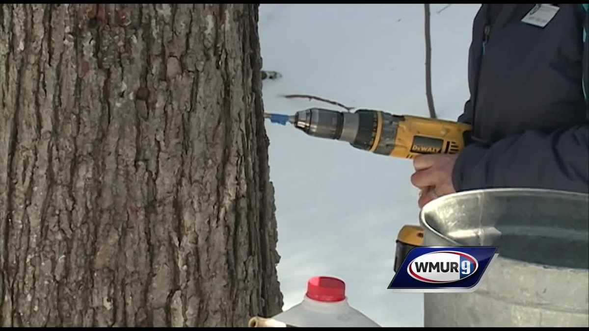 Grow it Green: Tapping maple trees