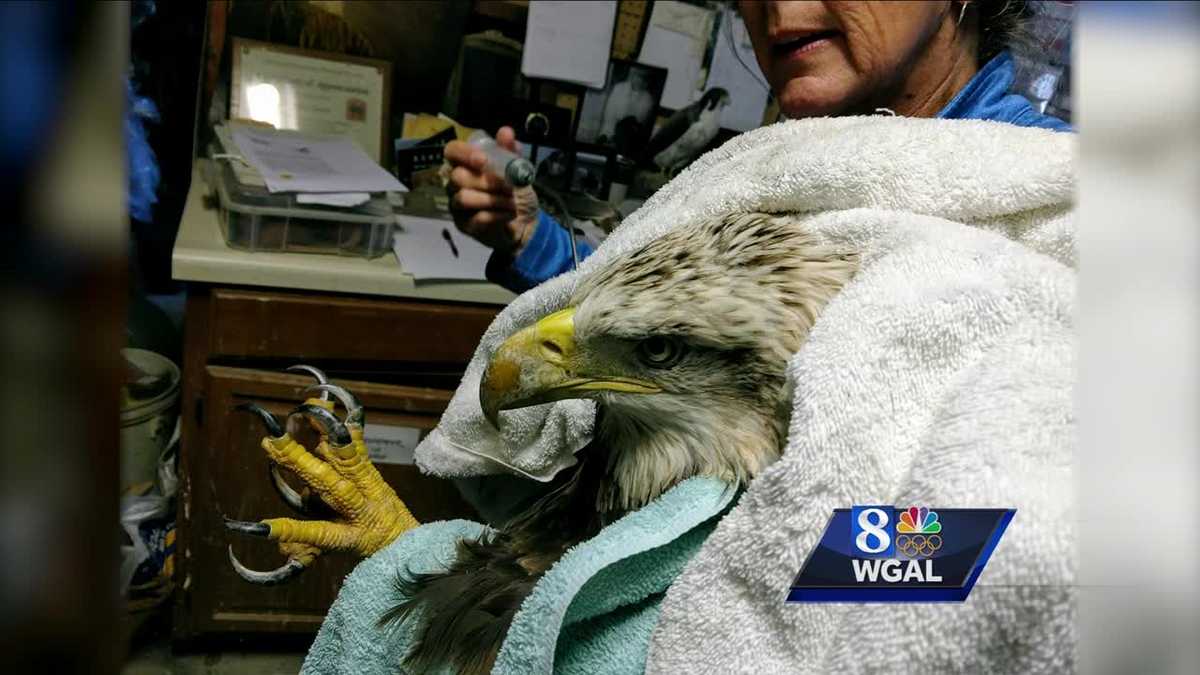 What's killing our bald eagles?