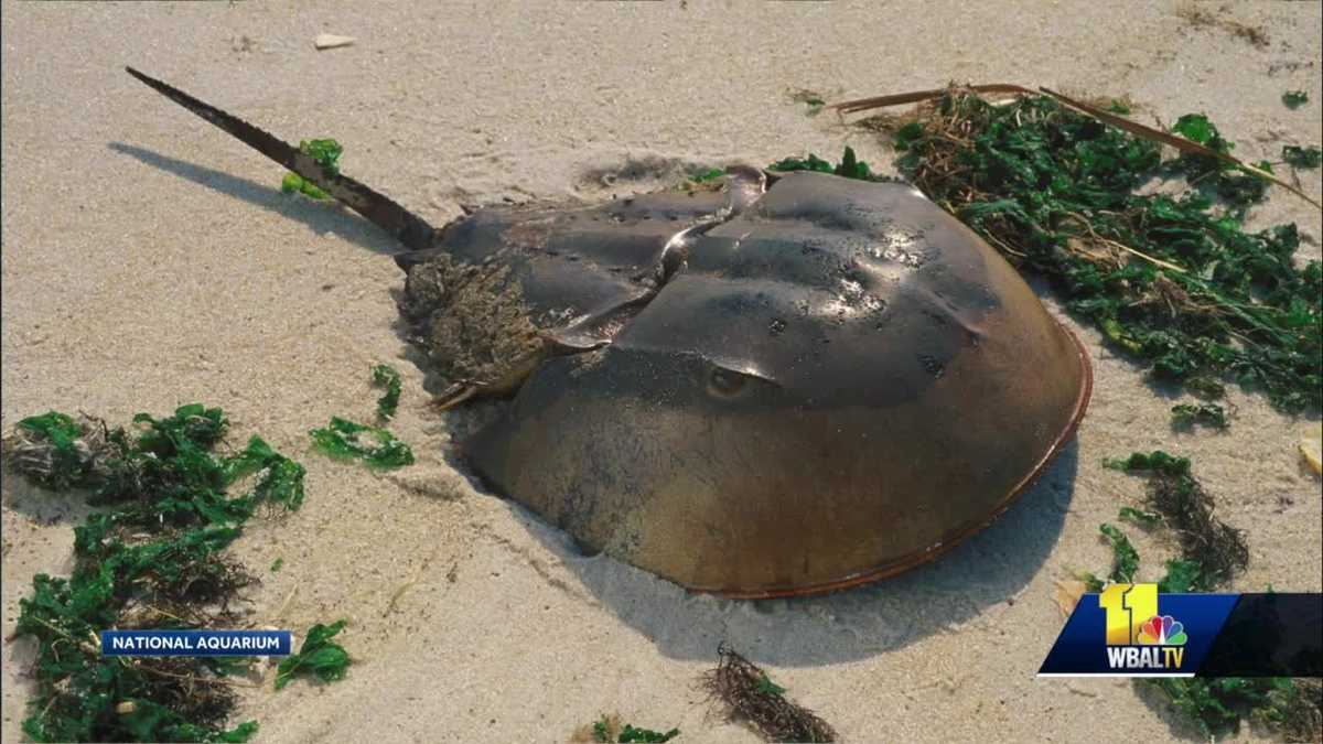 National Aquarium caretaker gives tips on Horseshoe Crabs
