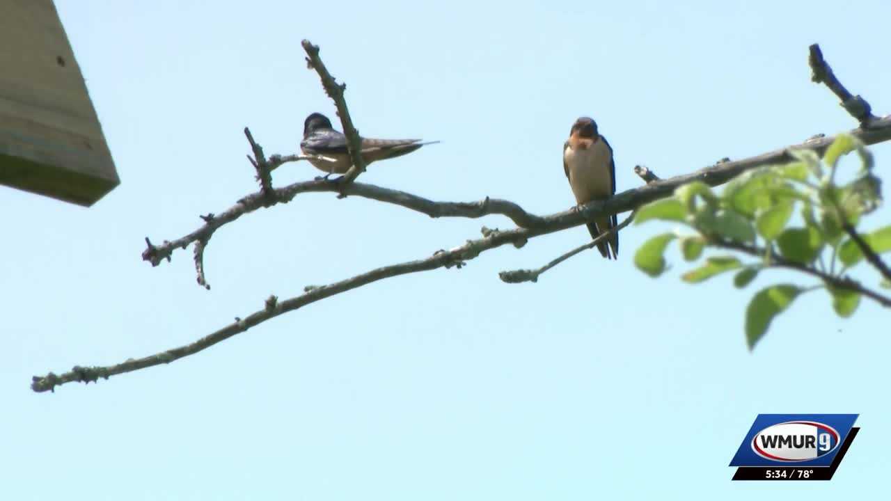 Rye group seeks injunction to allow swallows to return to barn where they've nested for decades