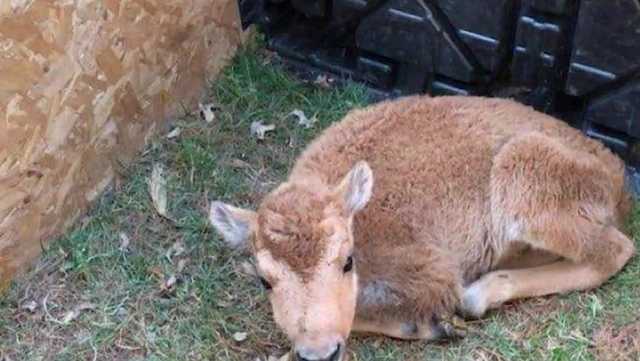 Should Iowa wildlife experts help an orphaned bison survive? - Vimarsana News