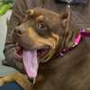 Meet Xena, our Adoptable Pet of the Week