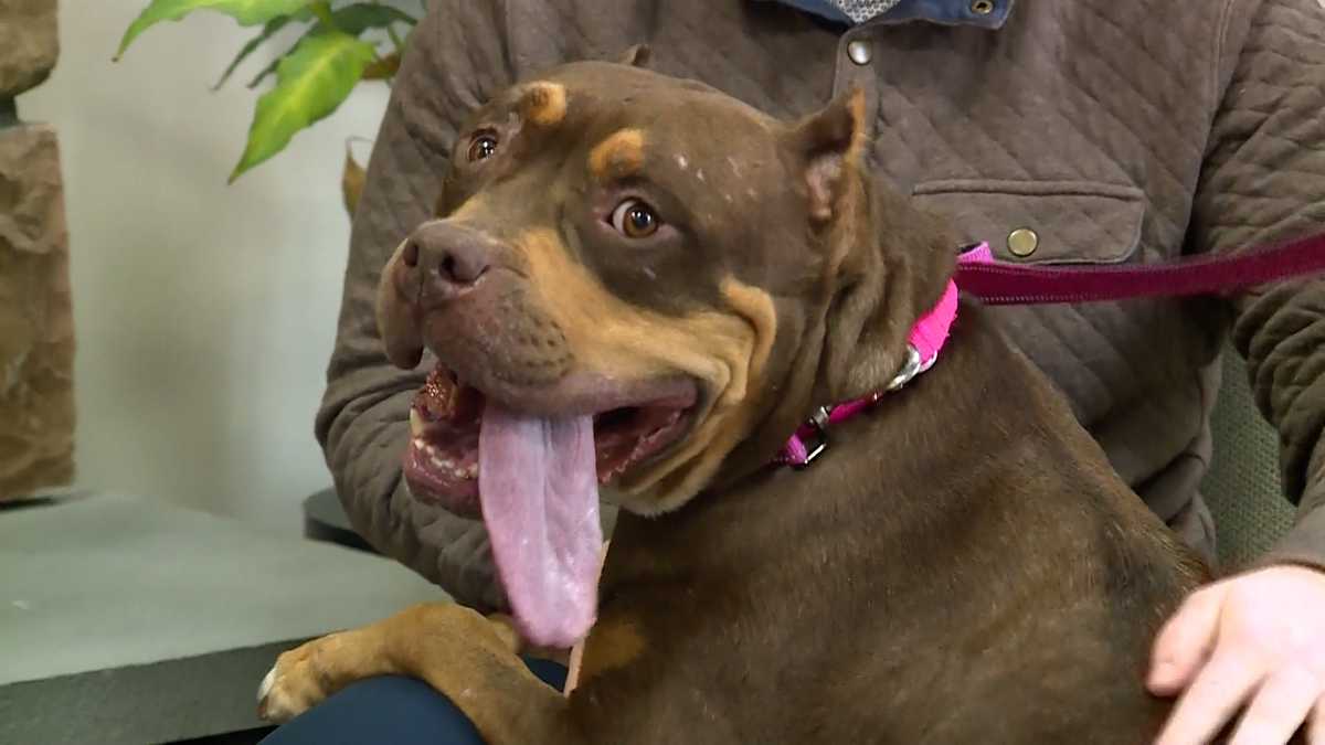 Meet Xena, our Adoptable Pet of the Week in Greater Portland