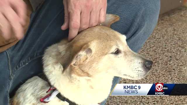 Raytown shelter reunites SW Missouri family with missing dog - Vimarsana News