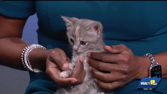 Airpark Animal Hospital: Caring for pets amid high temperatures