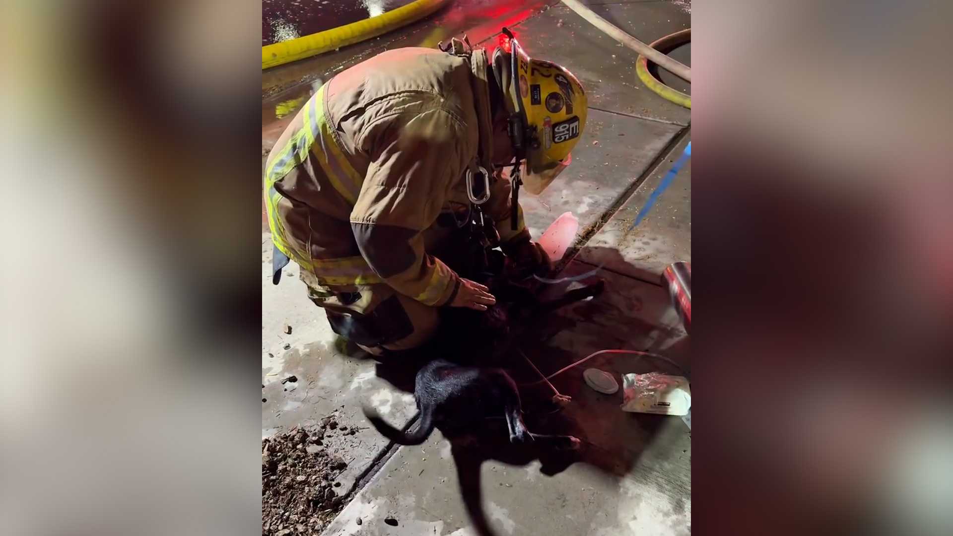 Video shows tail-wagging moment when dogs were revived after house fire rescue
