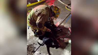 Video shows tail-wagging moment when dogs were revived after house fire rescue wdsu