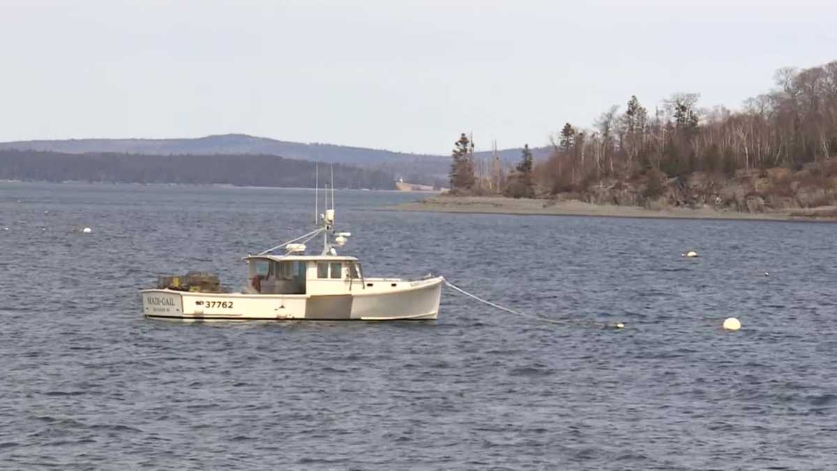 On the coast of Maine, the 'glass eel' industry is booming