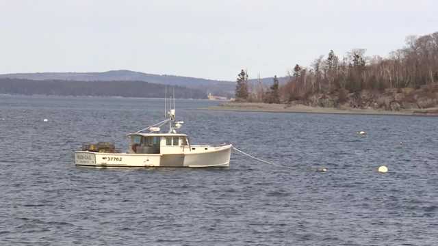 On the coast of Maine, the 'glass eel' industry is booming - Vimarsana News