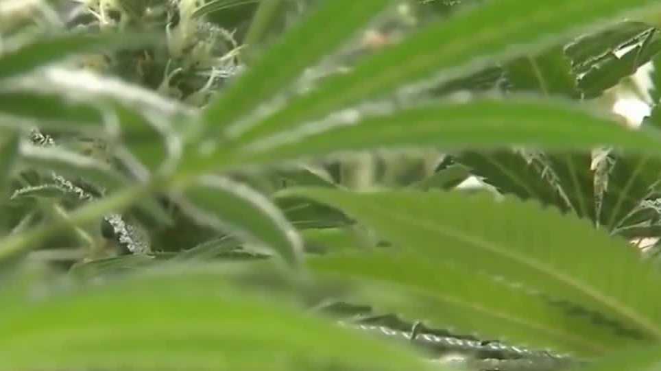 Nebraska left out of federal non-interference guarantee for medical cannabis program