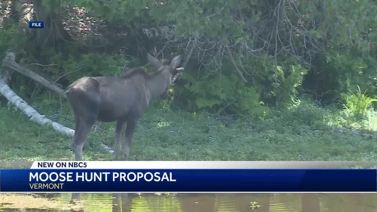 Proposal for 55 moose hunt permits in Northeast Kingdom