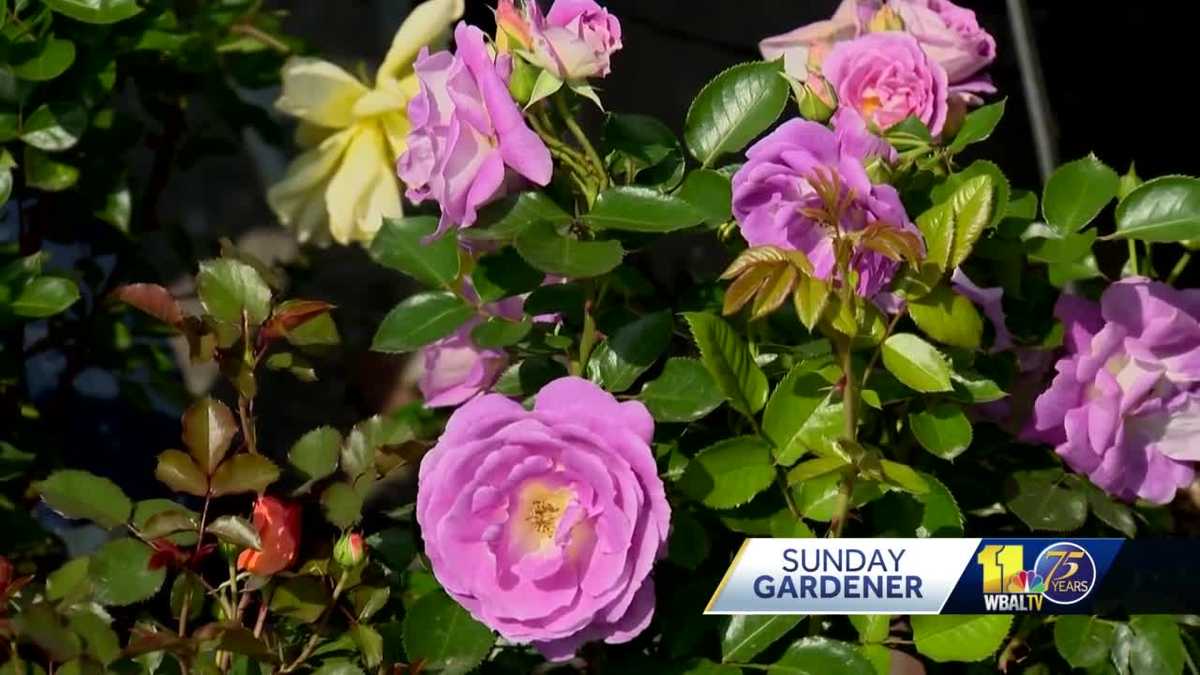 Sunday Gardener: Growing and caring for roses