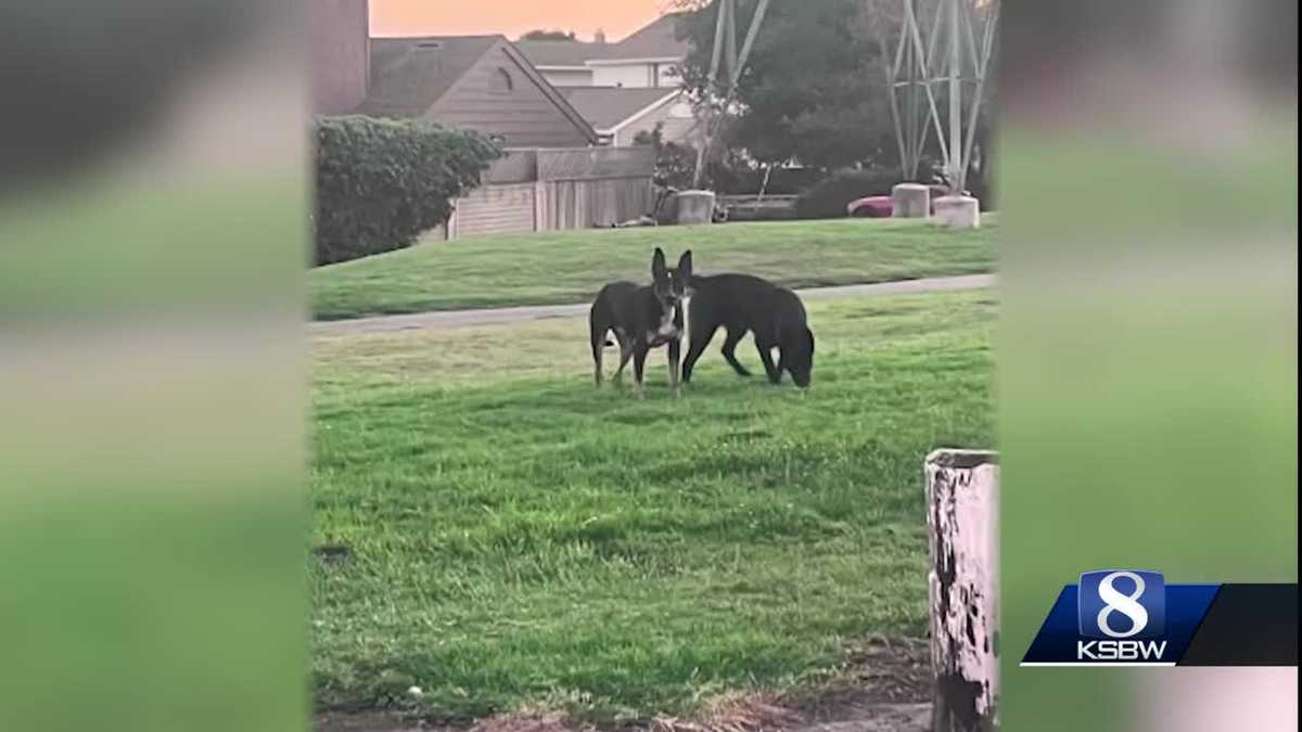 Feral dogs captured, others across Calif county seeing same issue