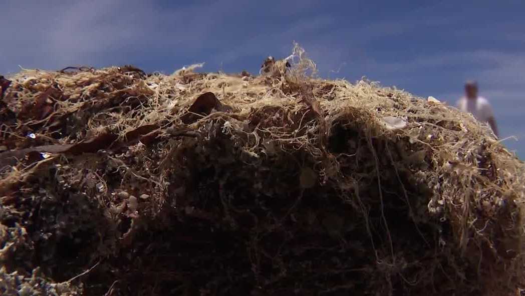 What's behind seaweed piles seen along Bowman’s Beach on Sanibel