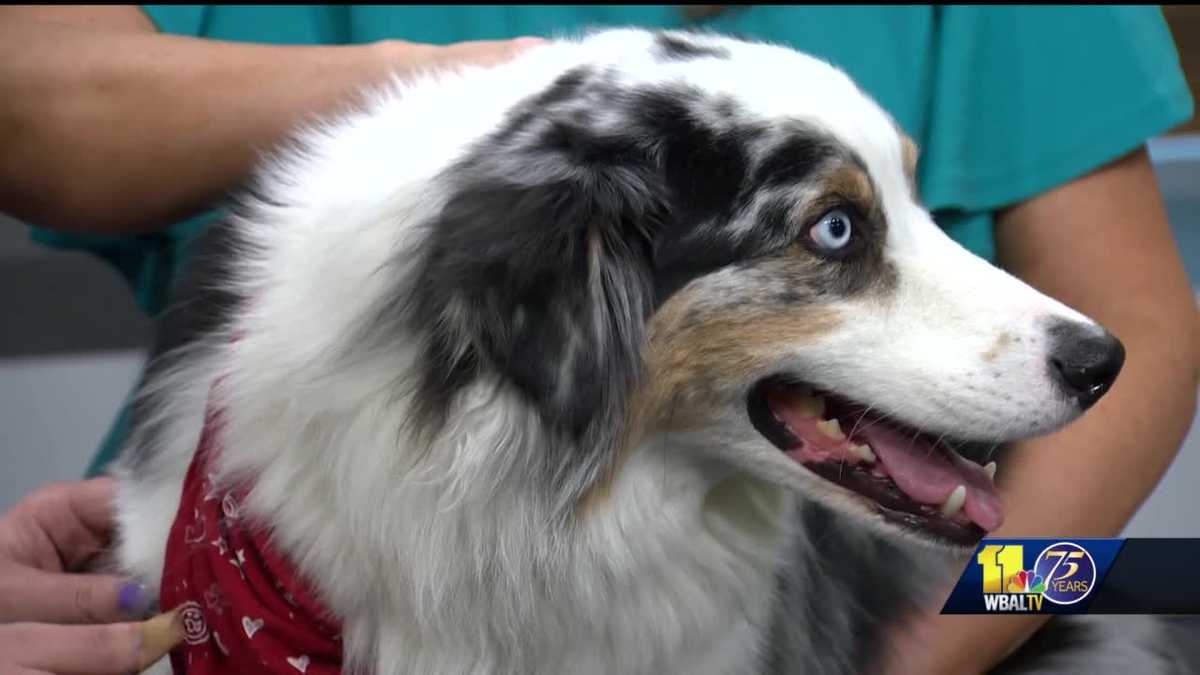 New doggie daycare Camp Bow Wow in Timonium