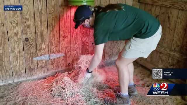 Central Florida zoos brace for cold weather impact on animals - Vimarsana News