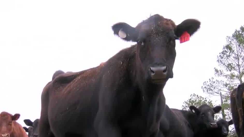 Beef prices soar in Alabama as U.S. faces lowest cattle numbers in 80 years