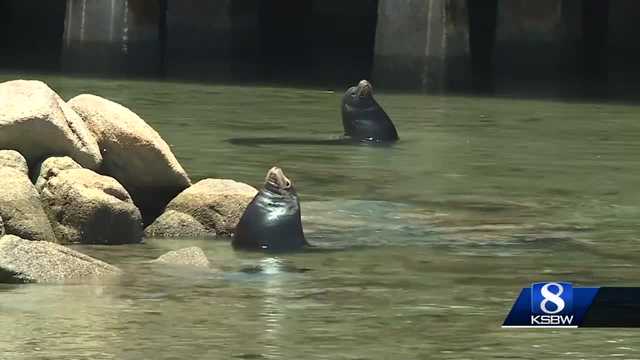 Marine mammal harassment is up in 2 California counties - Vimarsana News