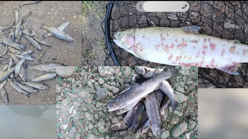 Heat, drought blamed for hundreds of dead fish at Monastery Lake