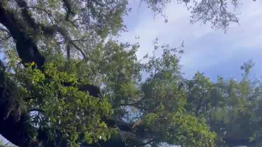 mardi gras float hits tree