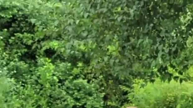 Family of bobcats play in NH yard