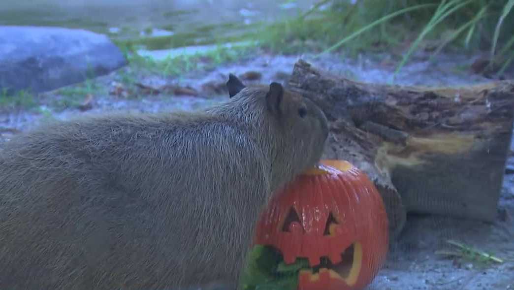 Boo at the Zoo brings Halloween fun to Naples Zoo