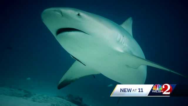 What to do in a shark attack and why sharks attack - Vimarsana News