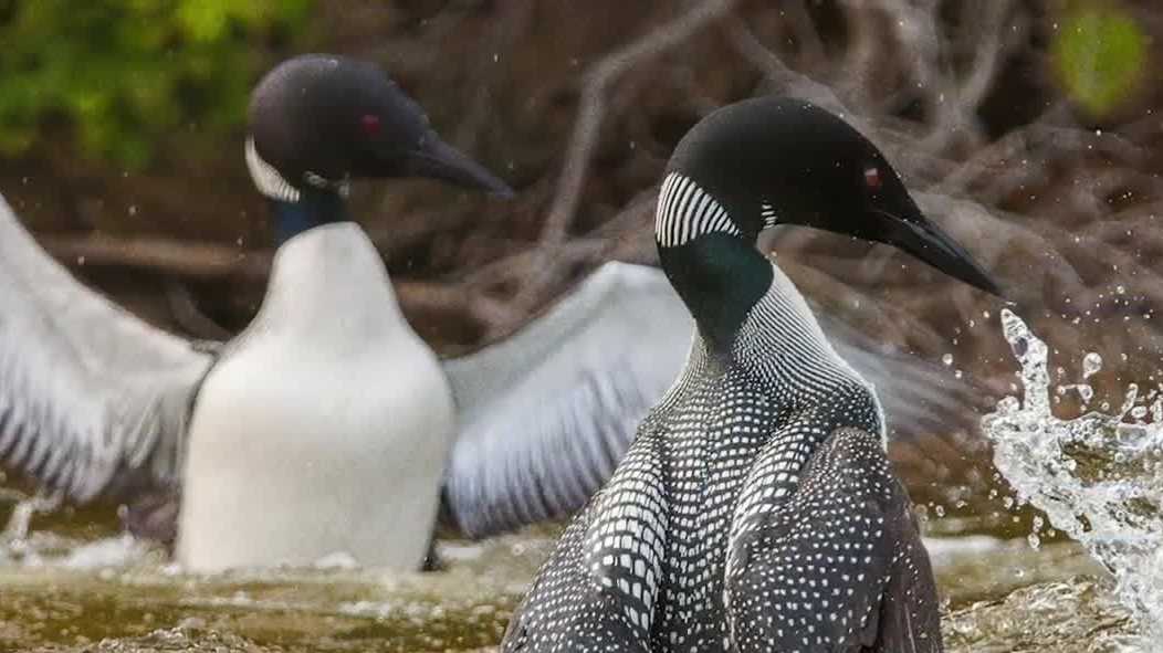 Loon season: How to learn about one of New Hampshire's iconic birds