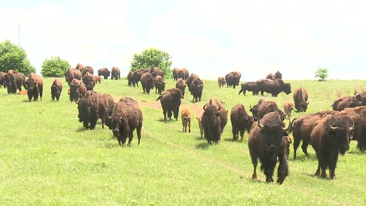 Project aims to expand bison herd population within tribal communities