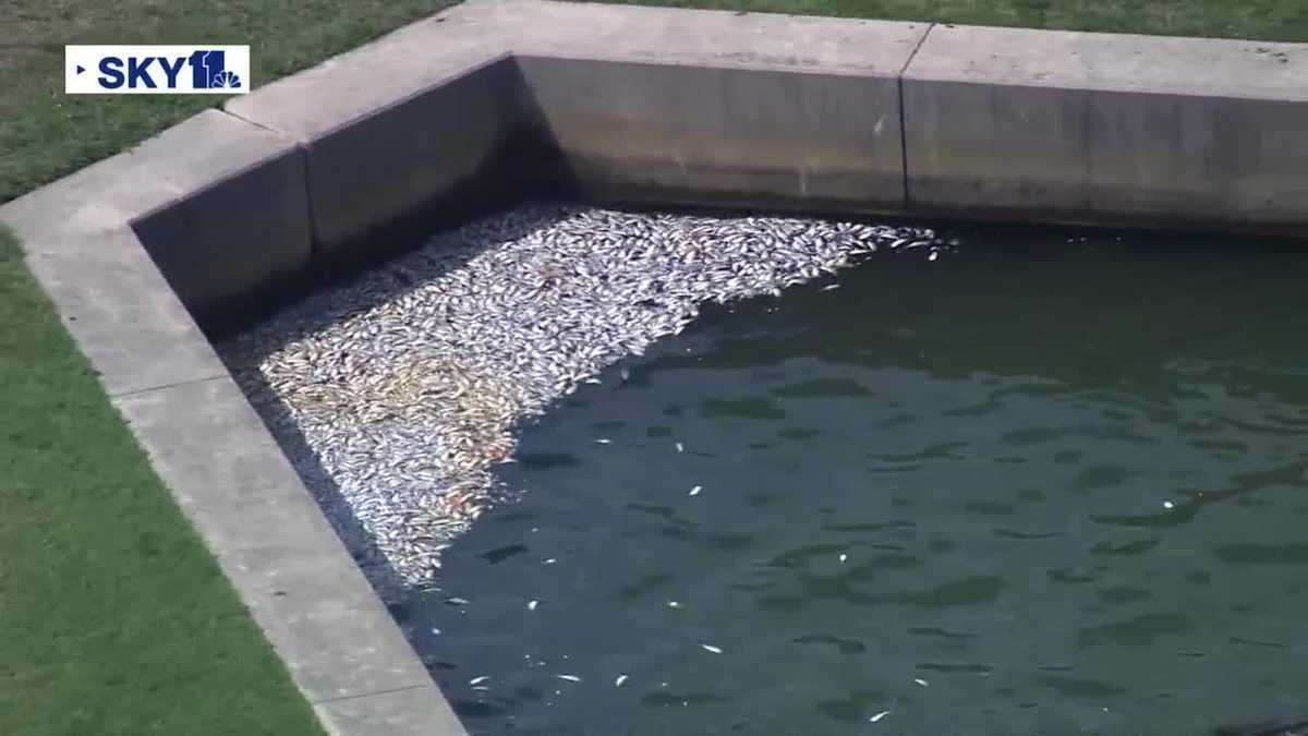 MDE investigating dead fish found in Inner Harbor - WBAL