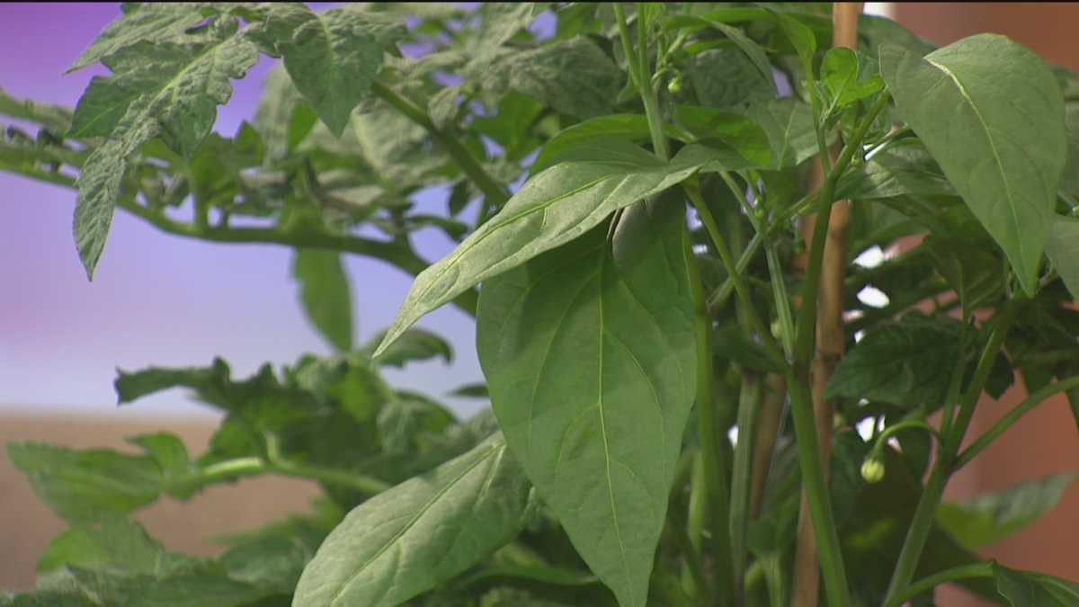 Plant Questions How to kill English Ivy