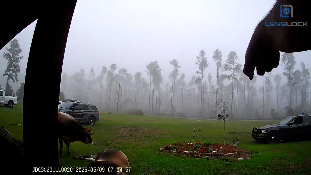 Deputy faces scrutiny as body cam video shows shooting of dairy bulls in Southeast Georgia