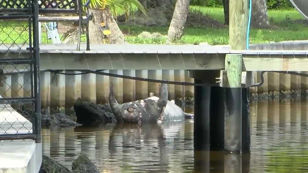 Foul smell leads neighbors to dead manatee in the Caloosahatchee River near Fort Myers Shores