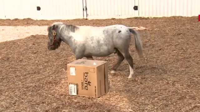 Meet Kentucky Derby Museum's mini horse ambassador, Mighty Aristides - Vimarsana News