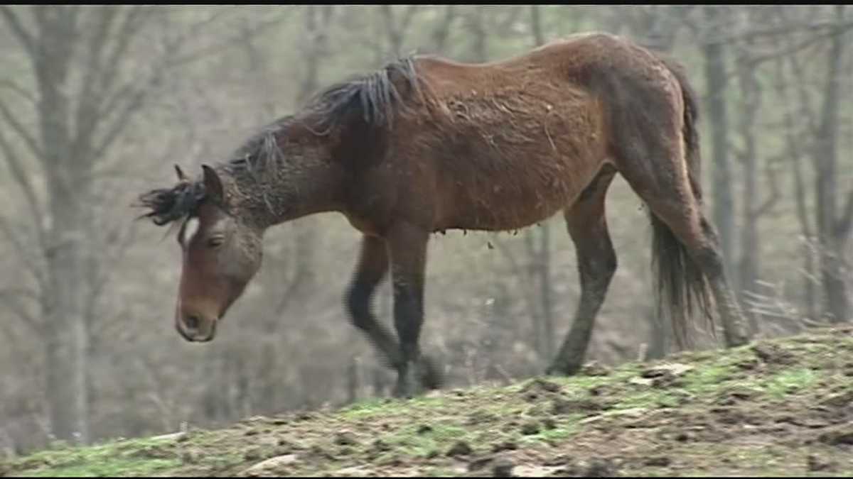 County paying to care for sick horses during owner's case