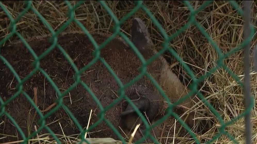Slippery Rock home set on fire by pet pig, family says