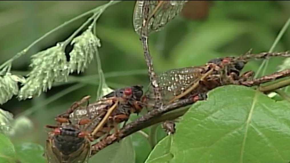 PENNSYLVANIA CICADAS 17year cicadas expected to emerge soon