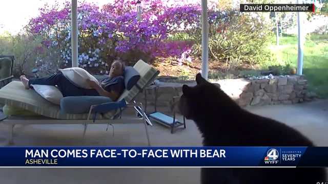 Caught on camera: Asheville man comes face-to-face with bear that wandered into his backyard - Vimarsana News