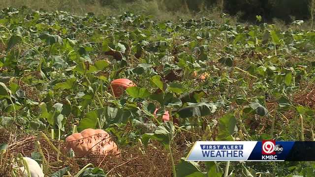 Kansas City-area pumpkin patches look to weather late summer heat - Vimarsana News